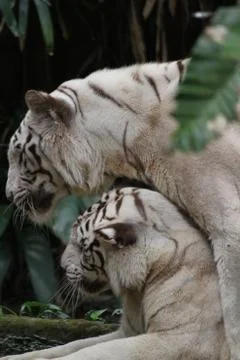 White tiger Stock Photos