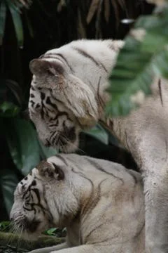 White tiger Stock Photos