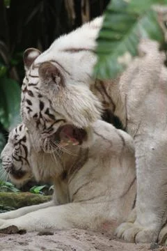 White tiger Stock Photos