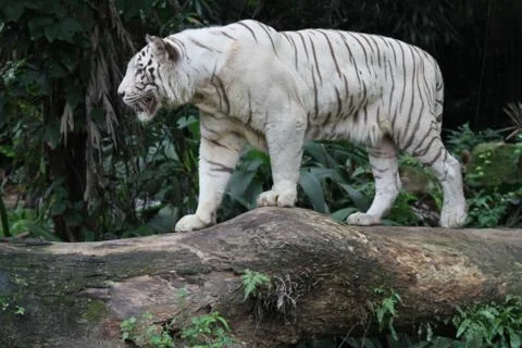 White tiger Stock Photos