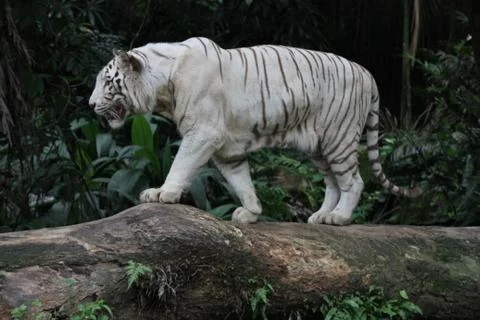 White tiger Stock Photos