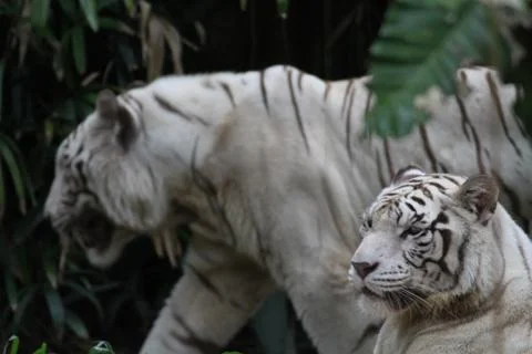 White tiger Stock Photos