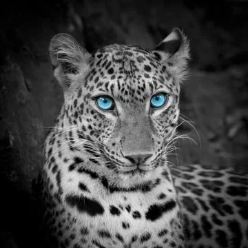 White tiger Stock Photos