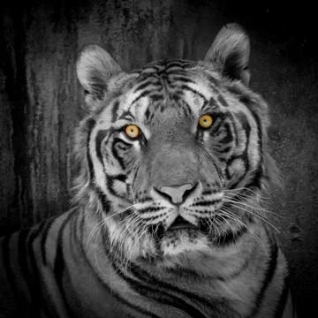 White tiger Stock Photos