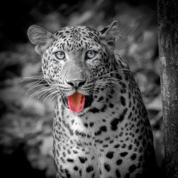 White tiger Stock Photos