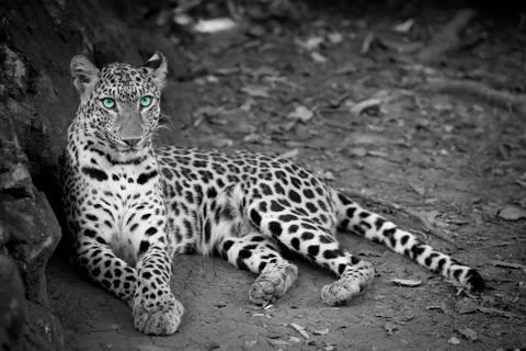 White tiger Stock Photos