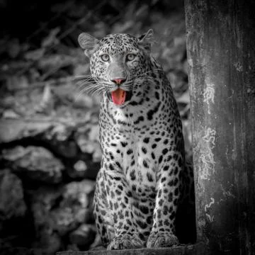 White tiger Stock Photos