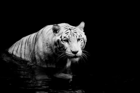 White Tiger Stock Photos