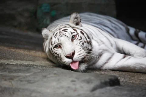 White tiger Stock Photos