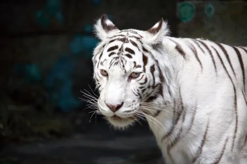 White tiger Stock Photos
