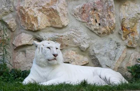 White tiger Stock Photos