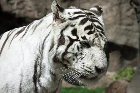 White Tiger Stock Photos