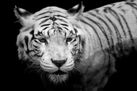White Tiger Stock Photos