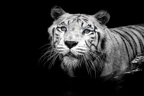 White Tiger Stock Photos