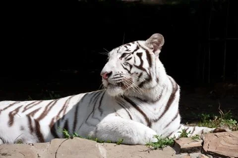 White Tiger Stock Photos
