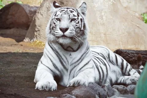 White Tiger Stock Photos