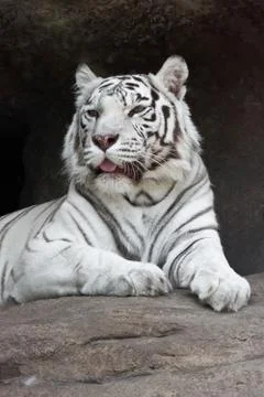 White Tiger Stock Photos