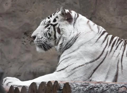 White Tiger Foto stock