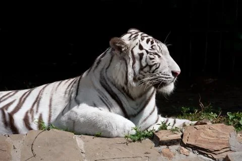 White Tiger Stock Photos