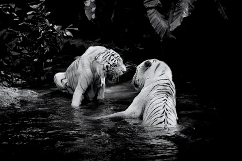 White Tiger Stock Photos