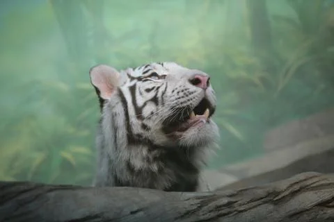 White Tiger Stock Photos