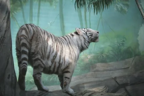 White Tiger Stock Photos