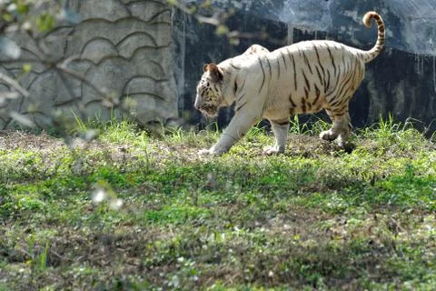 White tiger Foto stock
