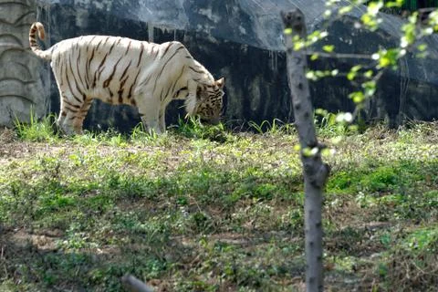 White tiger Stock Photos