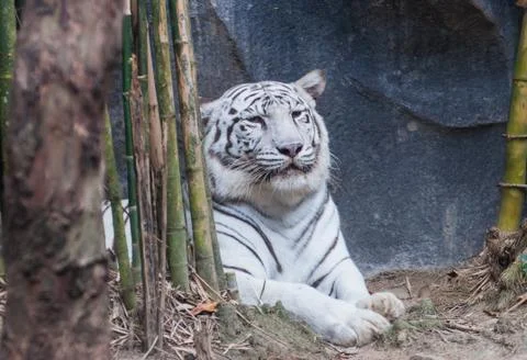 White tiger Stock Photos