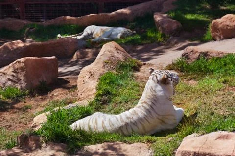 White tiger Foto stock