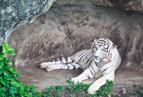 White tiger Stock Photos