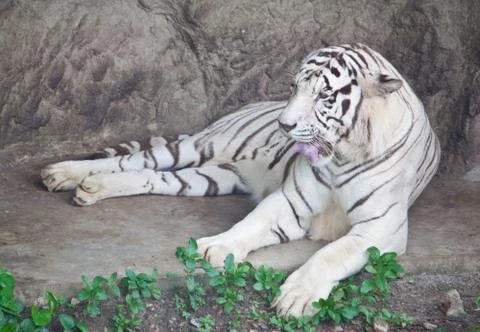 White tiger Stock Photos