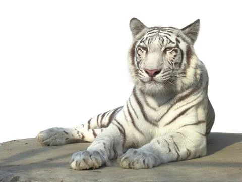 White tiger Stock Photos