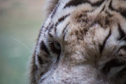 White tiger Stock Photos