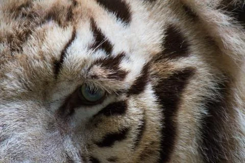 White tiger Stock Photos