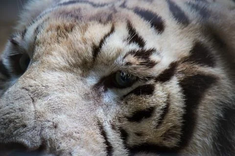 White tiger Stock Photos