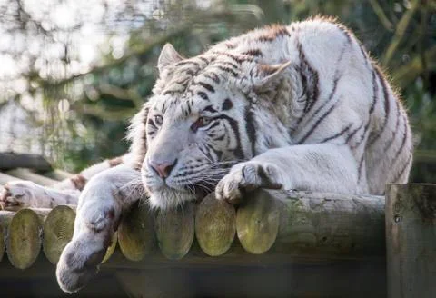 White tiger Stock Photos