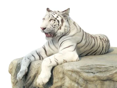 White tiger Stock Photos