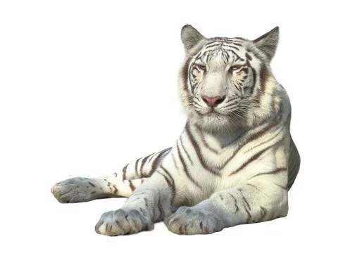White tiger Stock Photos
