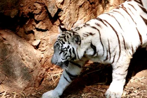 White tiger Fotos de archivo