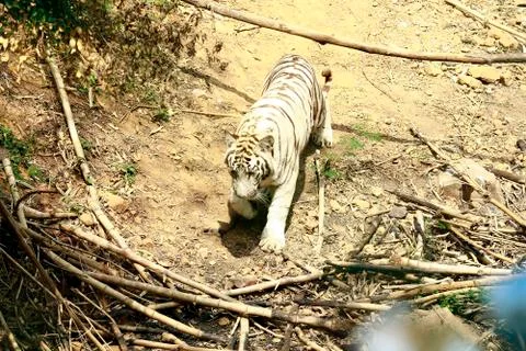 White tiger Fotos de archivo