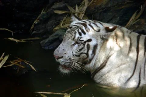 White tiger Fotos de archivo