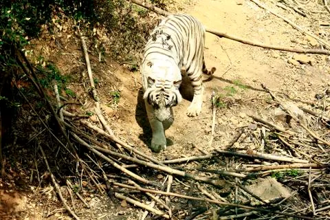 White tiger Fotos de archivo
