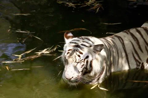 White tiger Fotos de archivo