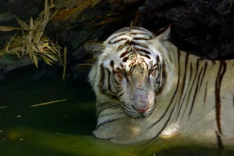 White tiger Fotos de archivo