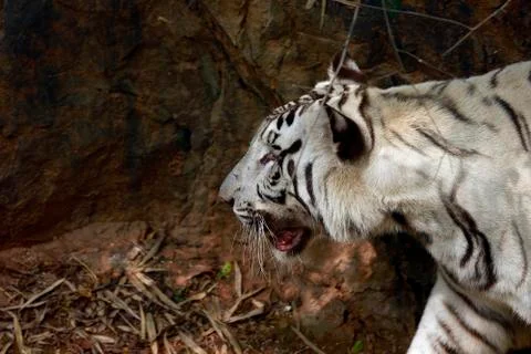 White tiger Fotos de archivo
