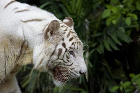 White tiger Stock Photos