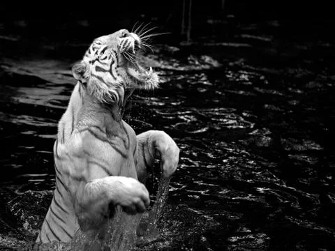 White tiger Stock Photos