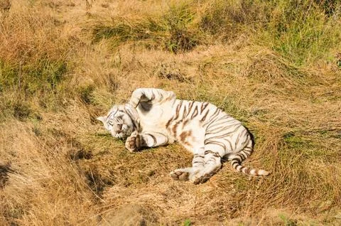 White Tiger 写真素材