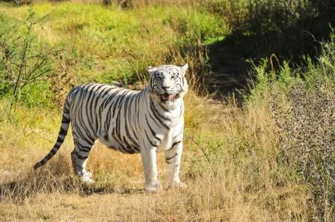 White Tiger 写真素材
